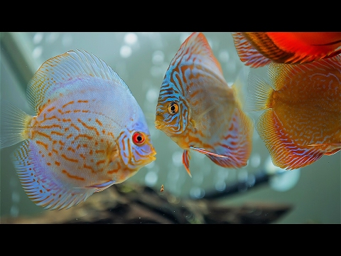 Discus Fish Beauty of Amazon River (for relaxing)