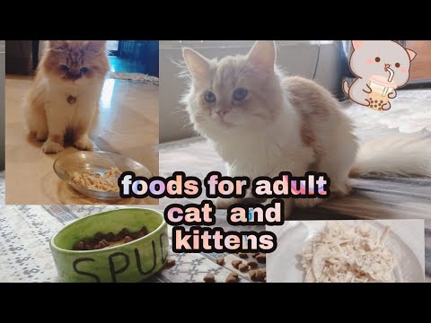 cat food at home , 😋 | what food you should give to your Persian cats | smart kitties |