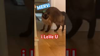 Download lagu CAT SAYS i LOVE U (we had a nice DAY) #laborday #holiday #helpmemakethismakesense #catsofyoutube mp3 Download lagu CAT SAYS i LOVE U (we had a nice DAY) #laborday #holiday #helpmemakethismakesense #catsofyoutube mp3