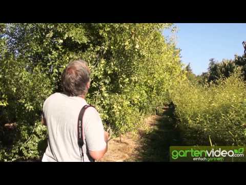 Wie schmeckt eine Chinesische Dattel LuLang- Ziziphus jujuba