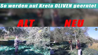 So werden auf Kreta OLIVEN geerntet!!!   Kreta/Crete/Griechenland 2025