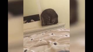  Vdeos de Animais Engraados e Fofos. Tente No Rir! #10 