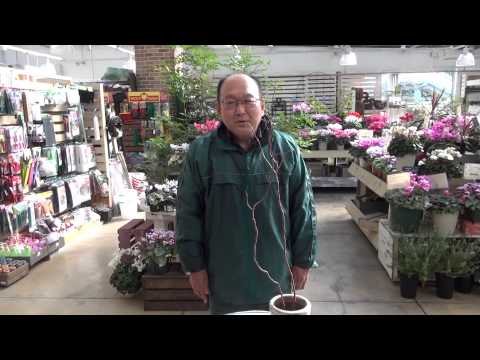 小さなヤナギ 植物