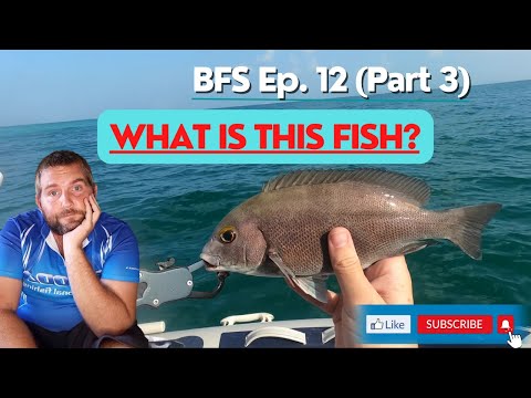 New fish species whilst BFS fishing! Dubai, UAE
