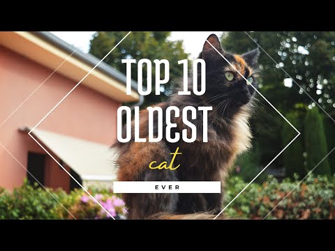 The Top 10 Oldest Cats Ever! (Shocking)
