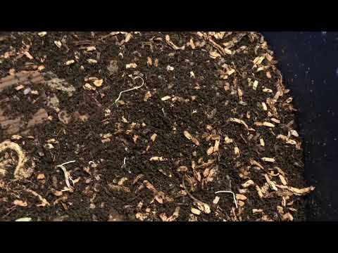 Final Feeding of the African Night Crawler Bin