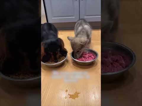 Собака привела домой волчонка и люди помогли ему