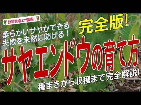 サヤエンドウは生で食べられますか? 植物