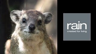 Ingredient Journeys - The Hunt for The Urine of the Cape Hyrax