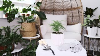 Asparagus Fern Repotting (Asparagus Setaceus) No Talking - Plant Mom Care