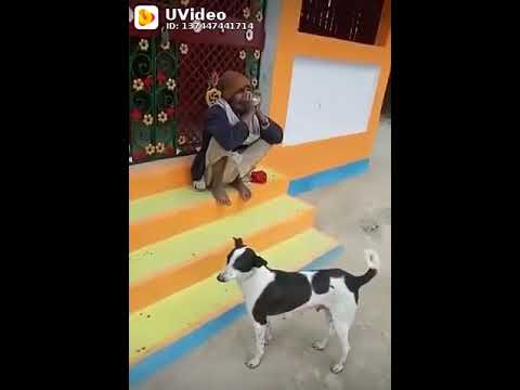 Funny video😂#dog are barking with men