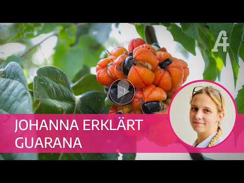 Apotheker-Gall - Johanna erklärt Guarana