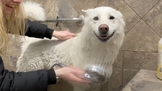 Dirty Husky Needs a Pet Store Wash