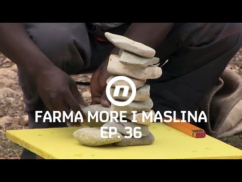 Borba za imunitet - Epizoda 36 | Farma More i Maslina