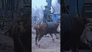 중장비로 소를 트럭에 싣는 방법 #farming #skills #cow #transport #machinery