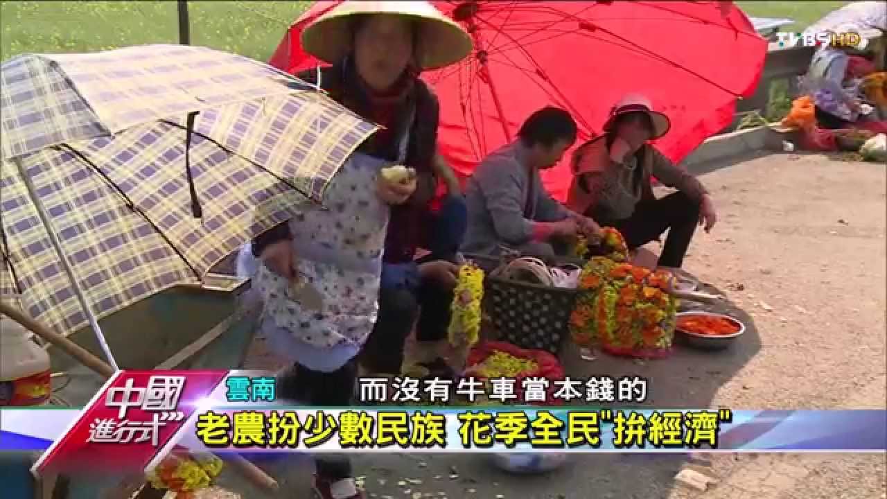 【中國進行式】最大!雲南油菜花海 吸客百萬