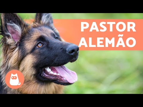 Tudo sobre o cachorro PASTOR ALEMÃO 🐶 (Origem, Características, Treinamento e Cuidados)