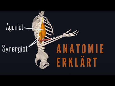 Agonist, Antagonist und Synergist der Muskulatur anschaulich erklärt!