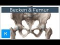Becken und Femur - Knochen - Anatomie des Menschen | Kenhub