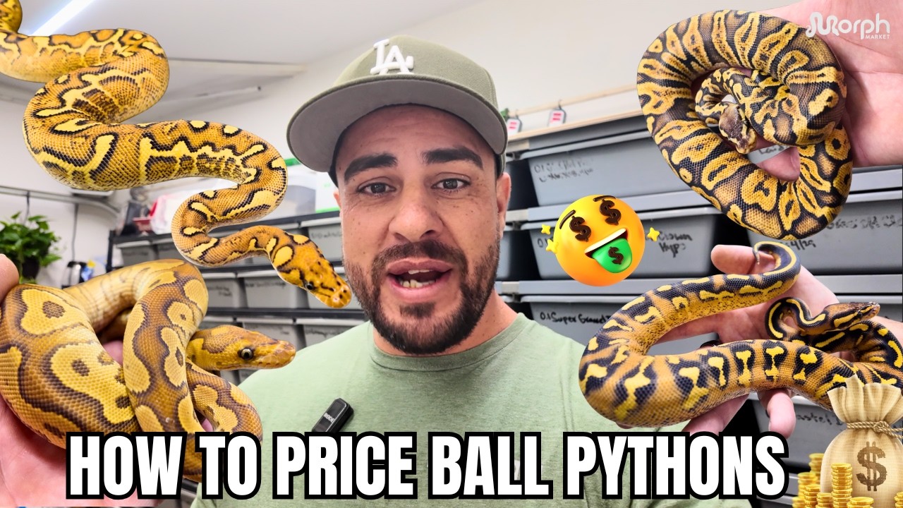 How To Price Your Ball Pythons On MorphMarket... THE SMART WAY!
