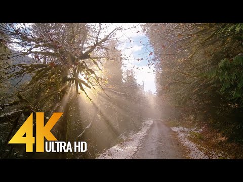 4K Forest Dreams - Nature Walk throught Sunlit Forest + 7 HOURS of Calming Music - Episode #4