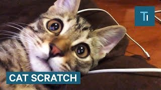 What To Do If You Get Scratched By A Cat