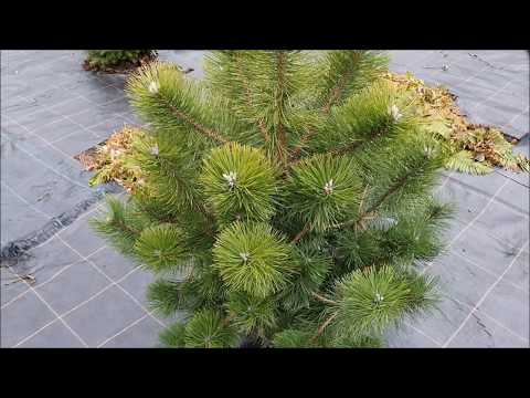 Sadzenie Sosny Czarnej | Informacje o uprawie Sosny