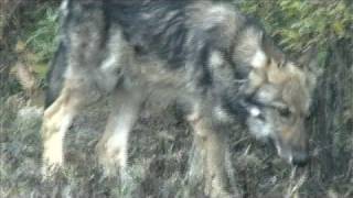 Native American Alaska Wolf Video by Brother to the Wolf