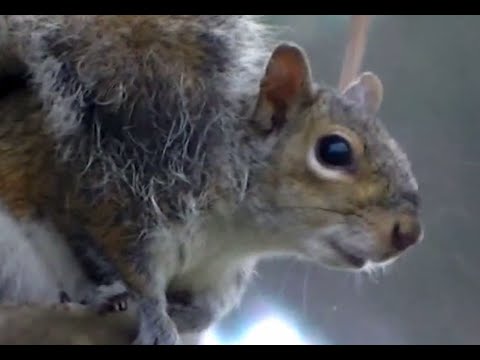 download lagu mp3 mp4 Squirrel Sounds, download lagu Squirrel Sounds gratis, unduh video klip Squirrel Sounds