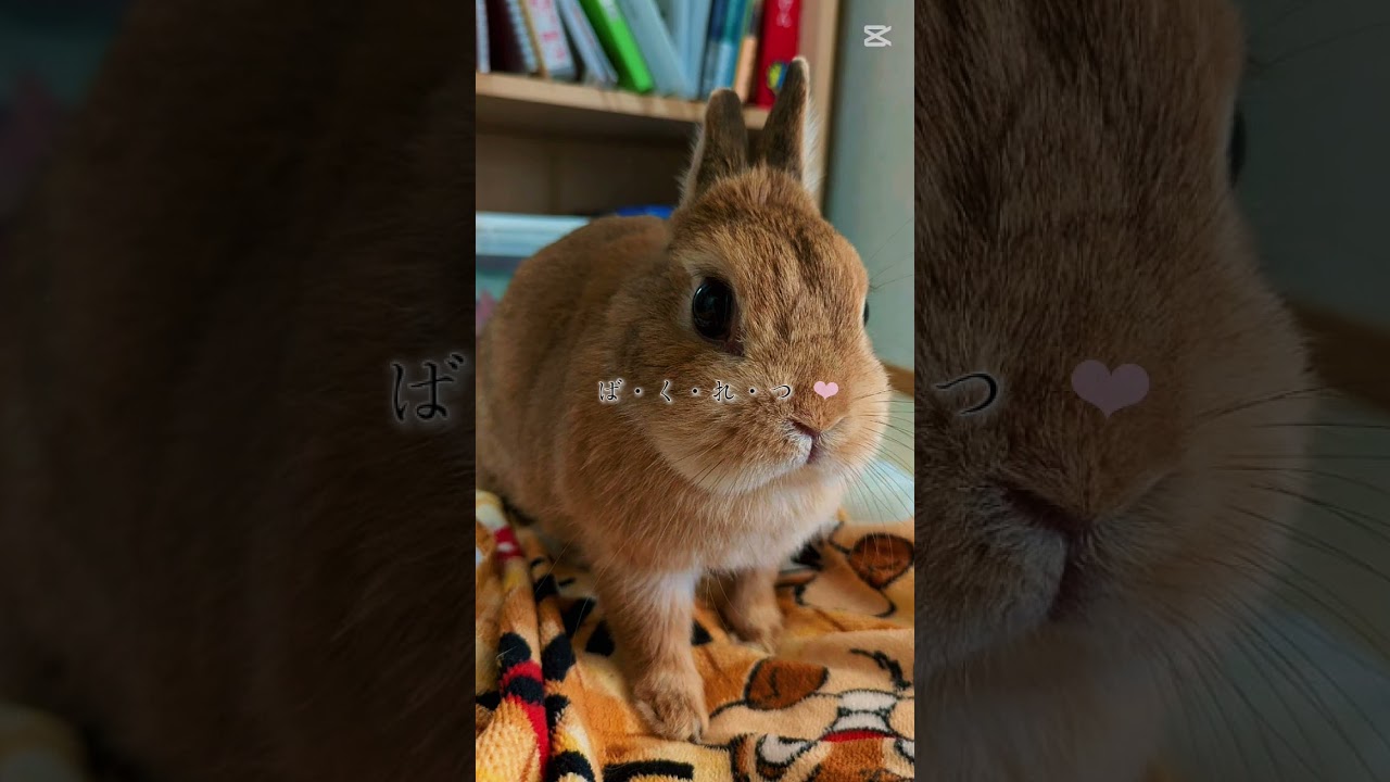 もんもんのびゅいい瞬間#うさぎ