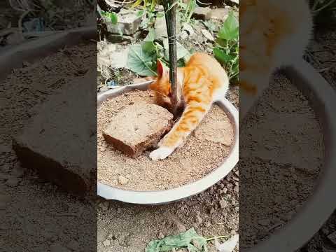 Cat lover #petethecat #petlover #catheart #catlover #kucing #animals #cat