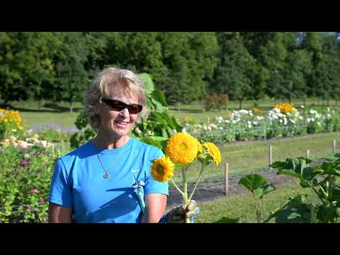 Cutting Teddy Bear Sunflowers