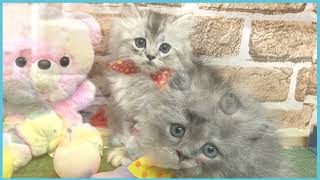 ペットショップCOO&RIKU No00704486(ミヌエット)