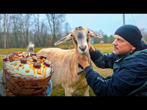 Жизнь на усадьбе в заботах о животных и птице. Экозабор и ретропроводка. Сладко будет долго.