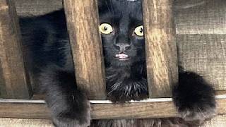 Funny Cats 2024😸 Cats Funny Videos − Funny Cat