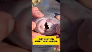 Download lagu ikan !! gigi nya jelek ❌ ikan gigi nya bagus ✔️. #shorts  #ikan #ikanhias #ikanairtawar #ikanlaut mp3