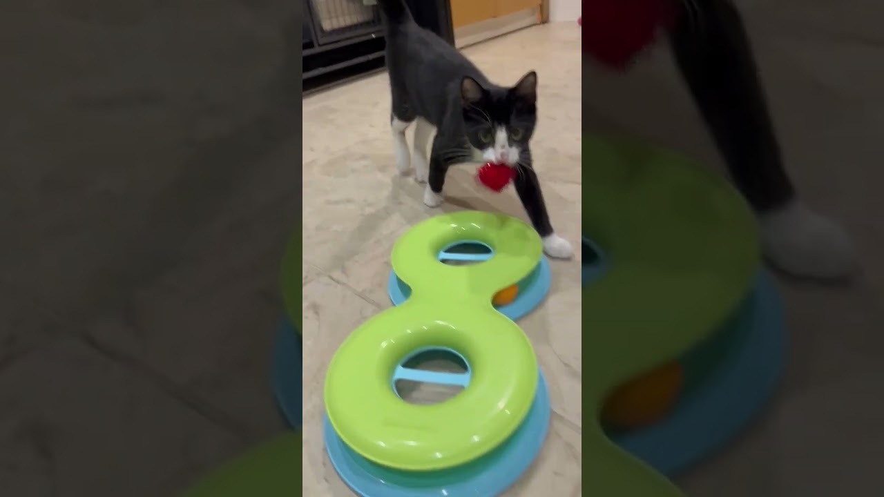 Beau, an adopted American Shorthair in Hilton Head Island, SC video 3/4