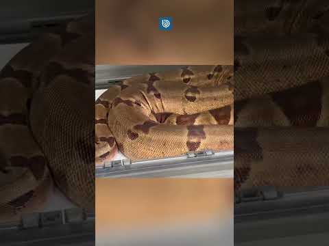 De serpientes a tortugas: Rescatan 25 animales exóticos desde casa en Coronel
