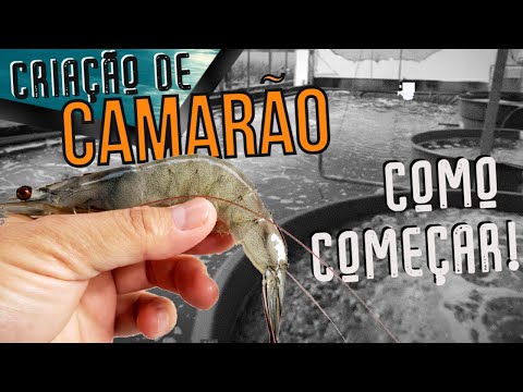 , title : 'CRIAÇÃO DE CAMARÃO: 5 dicas práticas para começar do jeito certo'