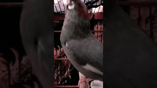 Download lagu pancingan poksay Mandarin agar cepat bunyi dan gacor #poksaygacor #birds mp3 Download lagu pancingan poksay Mandarin agar cepat bunyi dan gacor #poksaygacor #birds mp3