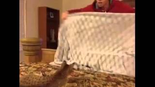 Cat confused by magic trick