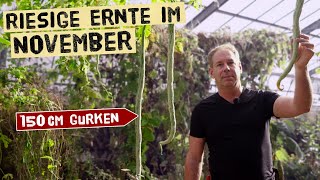 Riesige Ernte im November – Wein, Oliven & exotisches Gemüse im Gewächshaus