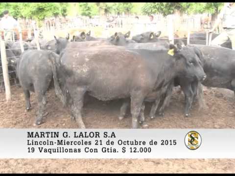21-10-15 Ventas de Vientres - Martin G. Lalor S.A. - Lincoln.