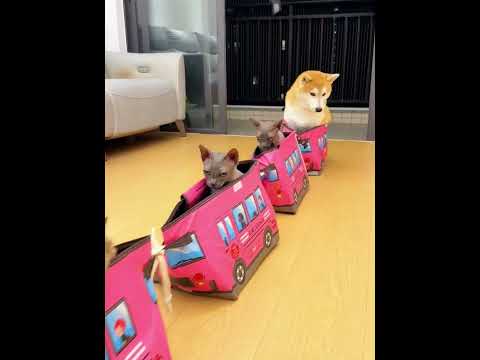 Cat and dog team up and mess up  #cat #pets #funnyvideo #funny #shorts #humor