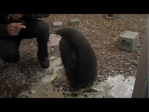 Big King Penguin Chick - Cincinnati Zoo