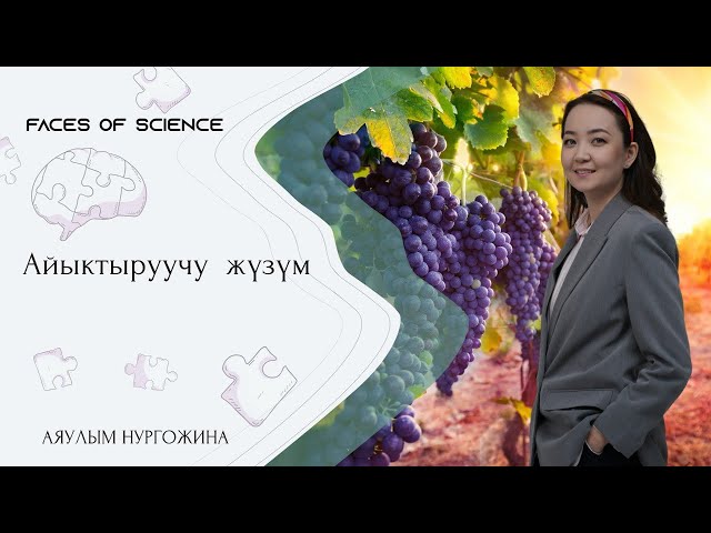 Аяулым Нургожина. Айыктыруучу жүзүм