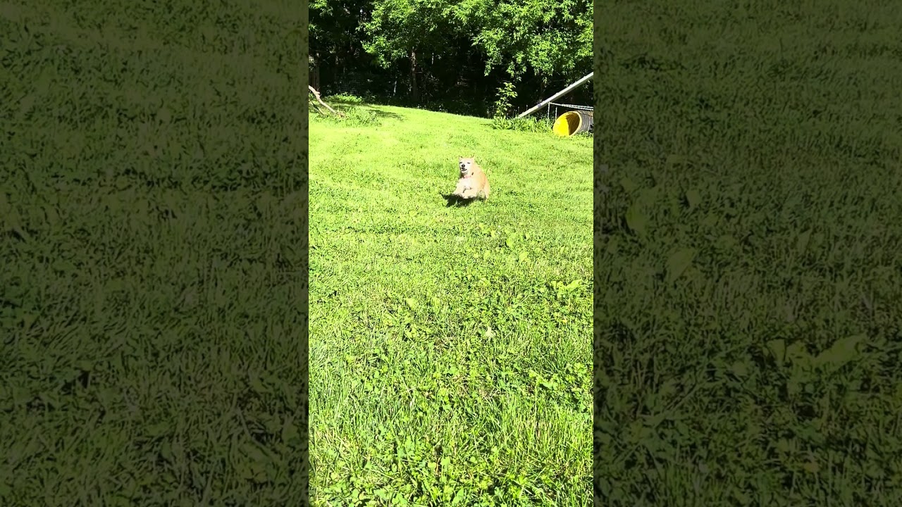 Ollie, an adopted mixed breed in Ithaca, NY video 4/4