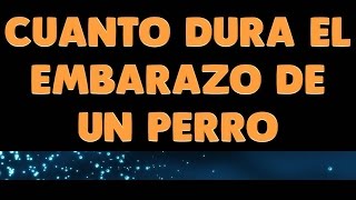 Los Perritos Cuanto Dura El Embarazo De Tu Perrita