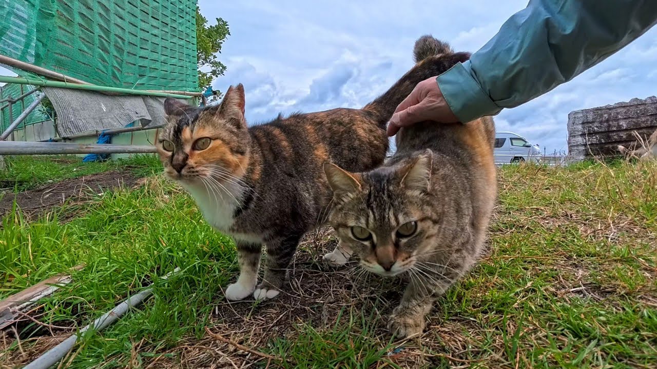 海辺の駐車場脇の猫ちゃん…少し懐いてきて足元にスリスリするようになった