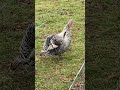 Turkey Call